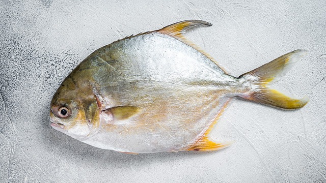 pompano fish isda pomfret