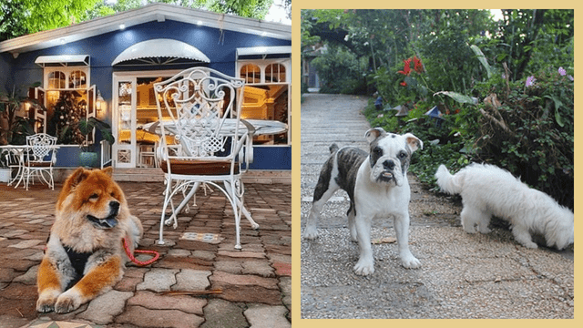 Left: antonio's Tagaytay/ Right: dogs in sonya's garden